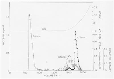 Discovery of the first unconventional myosin: Acanthamoeba myosin-I